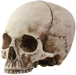 Decorative Adult Human Skull