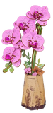 Wood orchid plant with purple flowers in a decorative pot